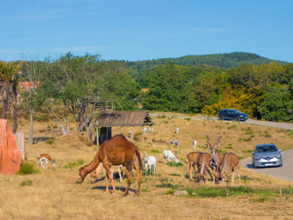 Safari de Peaugres animaux d'Afrique